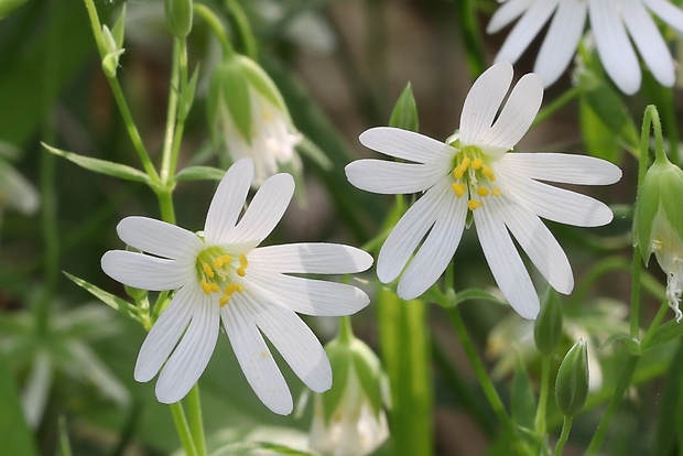 hviezdica veľkokvetá Stellaria holostea L.