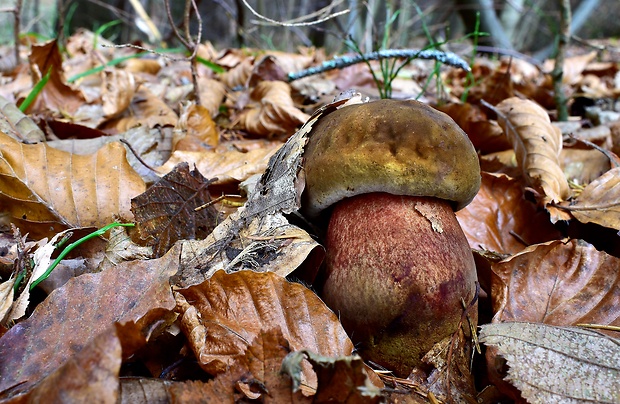 hríb zrnitohlúbikový Sutorius luridiformis (Rostk.) G. Wu & Zhu L. Yang