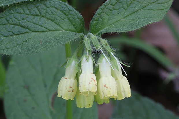 kostihoj hľuznatý Symphytum tuberosum L.