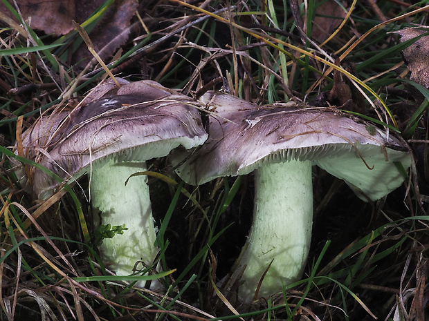 čírovka sivá Tricholoma portentosum (Fr.) Quél.