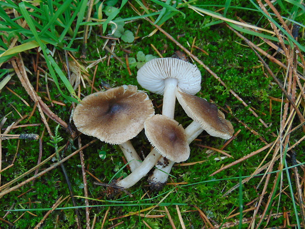 čírovka zemná Tricholoma terreum (Schaeff.) P. Kumm.