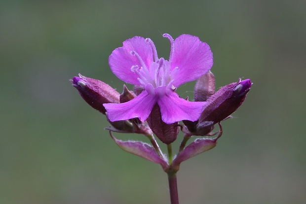 smolnička obyčajná Viscaria vulgaris