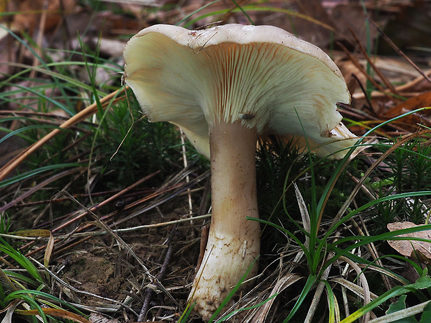 strmuľka kyjakovitá Ampulloclitocybe clavipes (Pers.) Redhead, Lutzoni, Moncalvo & Vilgalys