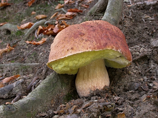 hríb sosnový Boletus pinophilus Pil. et Dermek in Pil.