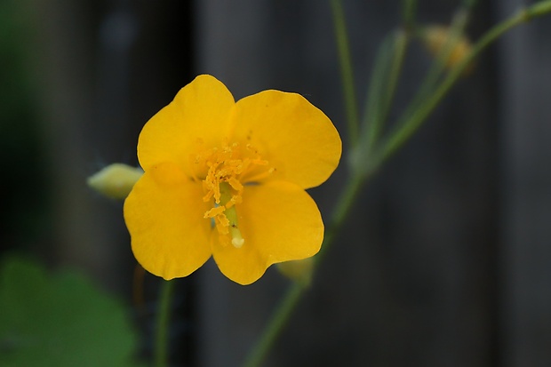 lastovičník väčší Chelidonium majus L.