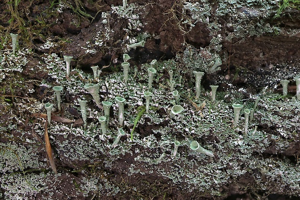 dutohlávka riasnatá Cladonia fimbriata (L.) Fr.