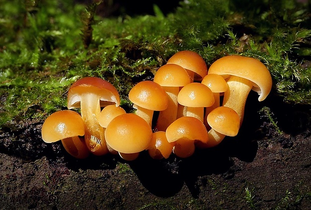 plamienka Flammulina sp.