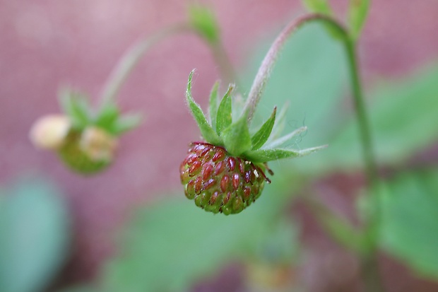 jahoda obyčajná Fragaria vesca L.