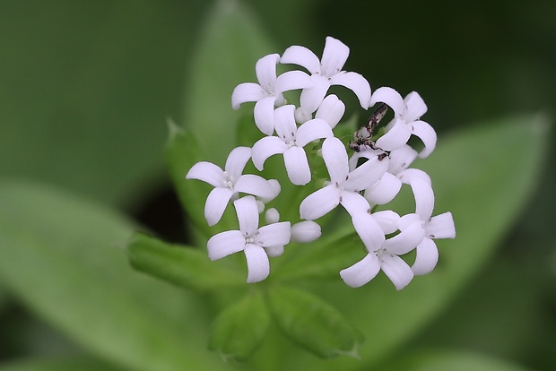 lipkavec marinkový Galium odoratum (L.) Scop.