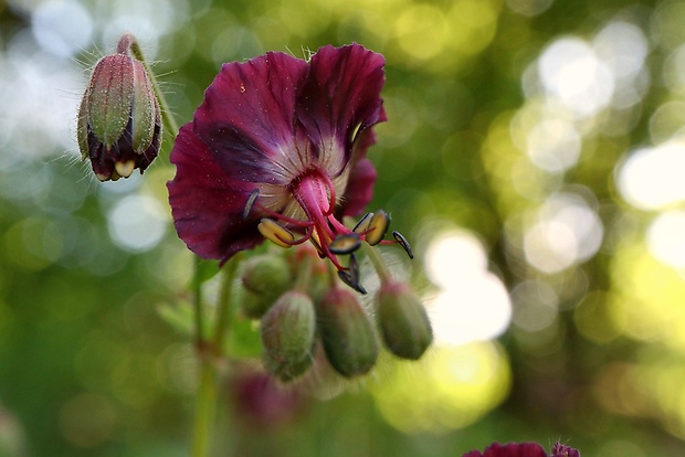 pakost hnedočervený Geranium phaeum L.