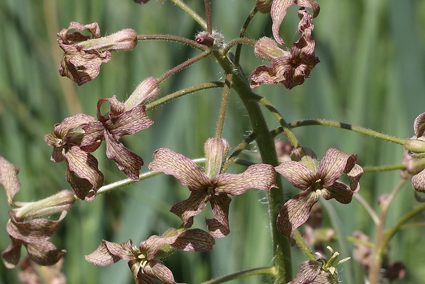 večernica smutná Hesperis tristis L.