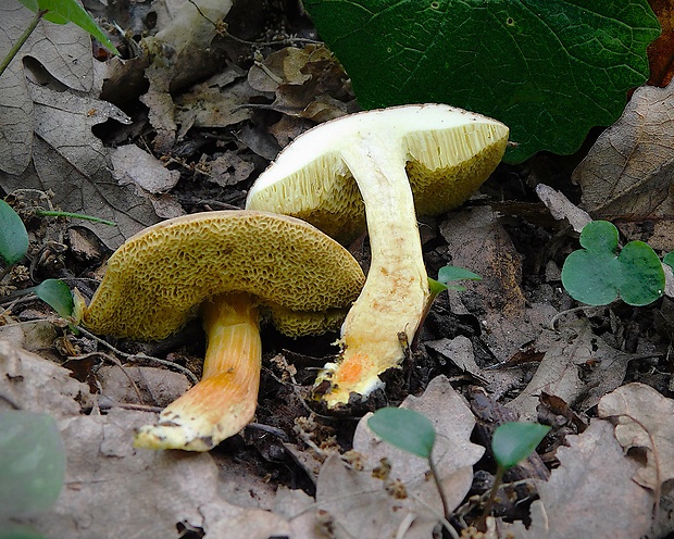 suchohríb Engelov Hortiboletus engelii (Hlaváček) Biketova & Wasser