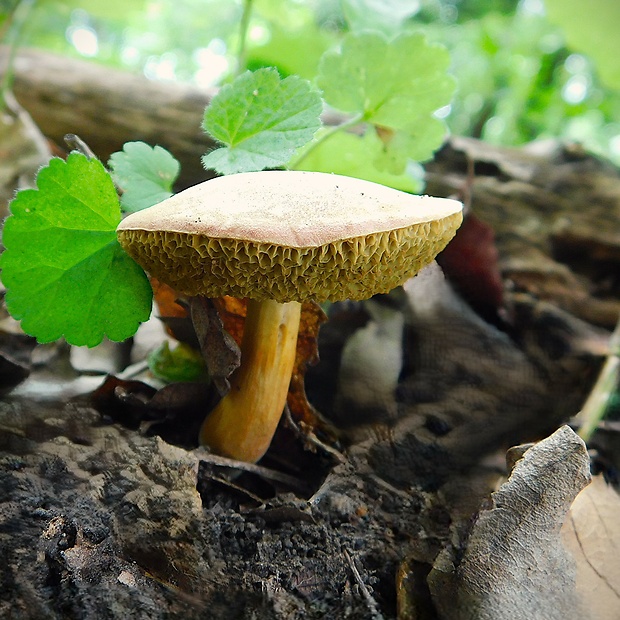 suchohríb Engelov Hortiboletus engelii (Hlaváček) Biketova & Wasser