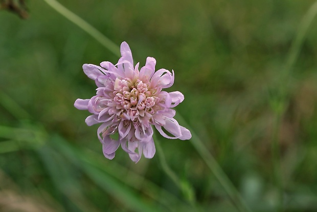 chrastavec roľný Knautia arvensis (L.) Coult.