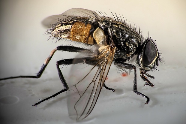 mucha domáca Musca domestica