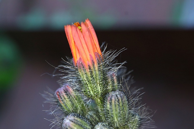 chlpánik oranžový Pilosella aurantiaca (L.) F. W. Schultz et Sch. Bip.