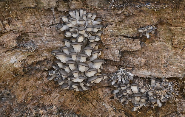 hliva ustricovitá Pleurotus ostreatus (Jacq.) P. Kumm.