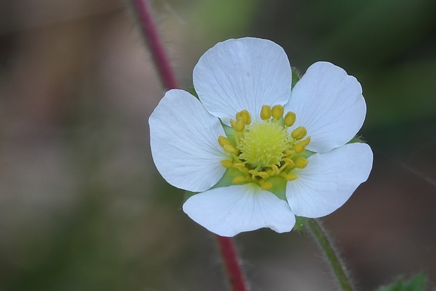 nátržník skalný Potentilla rupestris L.