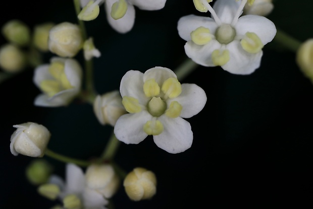 baza čierna Sambucus nigra L.