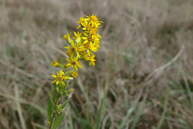 zlatobyľ obyčajná Solidago virgaurea L.