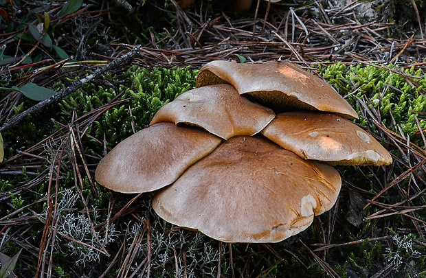 masliak kravský Suillus bovinus (Pers.) Roussel