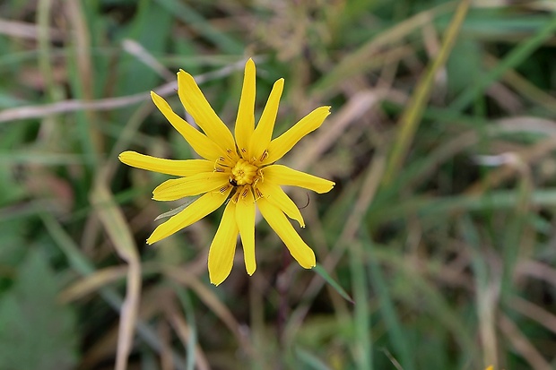 kozobrada lúčna Tragopogon pratensis L.