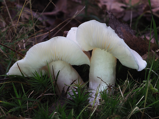 čírovka hodvábna Tricholoma columbetta (Fr.) P. Kumm.