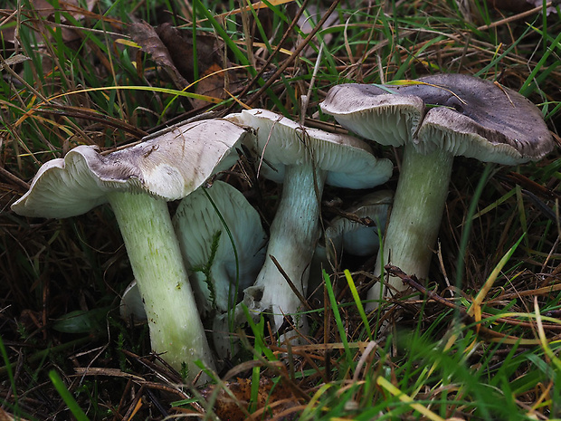 čírovka sivá Tricholoma portentosum (Fr.) Quél.