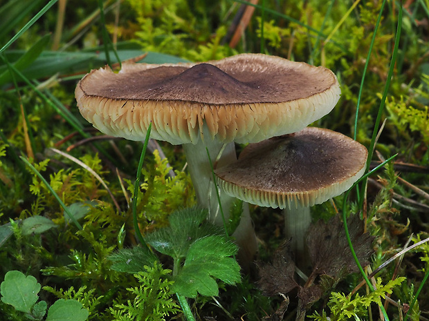 čírovka zemná Tricholoma terreum (Schaeff.) P. Kumm.