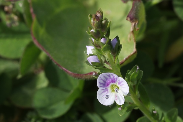 veronika dúškolistá Veronica serpyllifolia L.