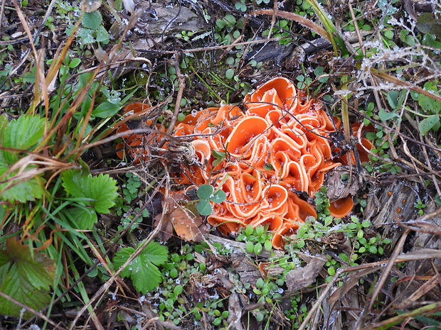 tanierovka oranžová Aleuria aurantia (Pers.) Fuckel