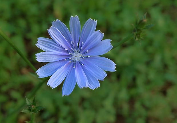 čakanka obyčajná Cichorium intybus L.