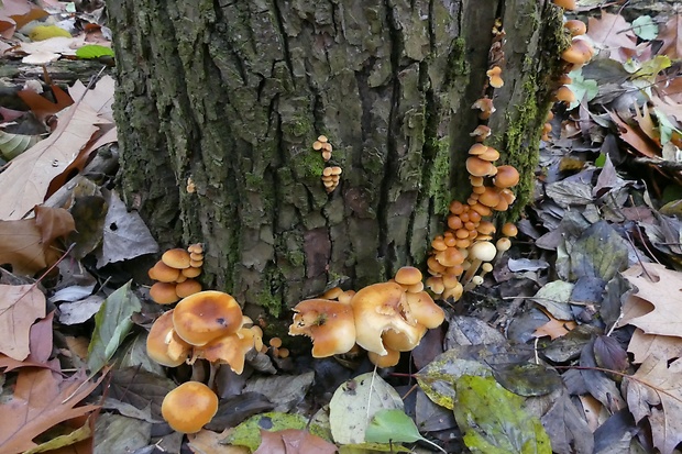 plamienka Flammulina sp.