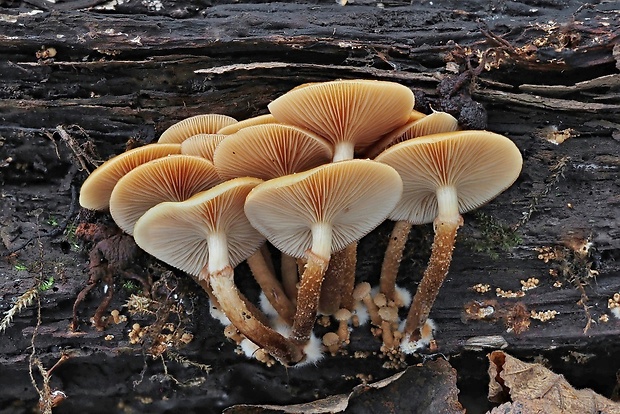 šupinačka menlivá Kuehneromyces mutabilis (Schaeff.) Singer & A.H. Sm.