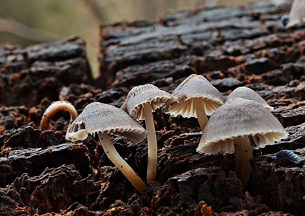 prilbička inovaťová Mycena leptocephala (Pers.) Gillet