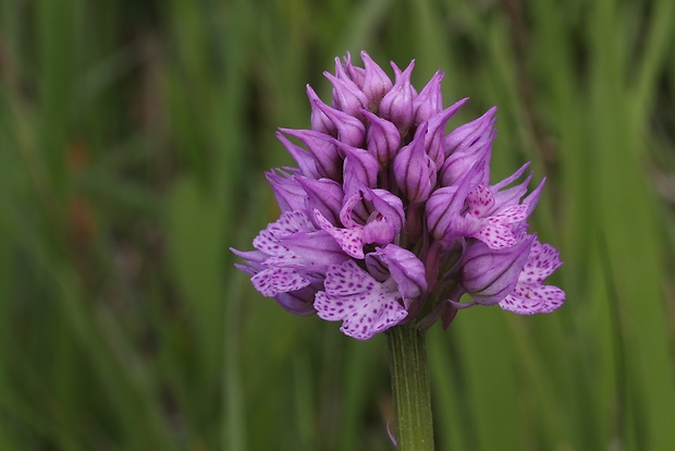 neotinea trojzubá Neotinea tridentata (Scop.) R. M. Bateman, Pridceon et M. W. Chase