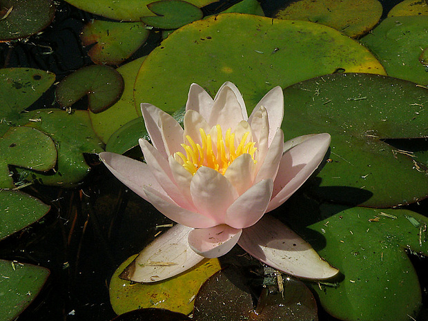 lekno Nymphaea sp.