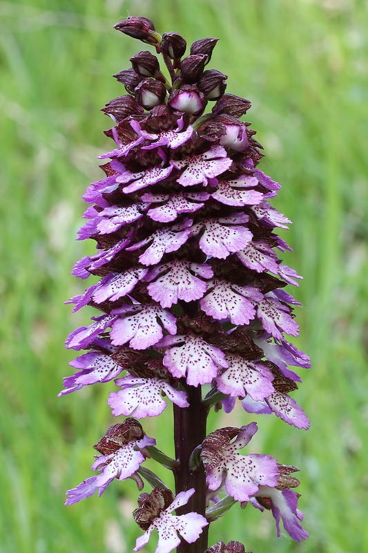 vstavač purpurový Orchis purpurea Huds.