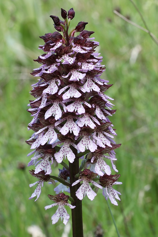 vstavač purpurový Orchis purpurea Huds.