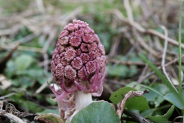 deväťsil lekársky Petasites hybridus (L.) P. Gaertn., B. Mey. et Scherb.