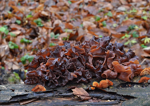 rôsolovka lupeňovitá Phaeotremella foliacea (Pers.) Wedin, J.C. Zamora & Millanes