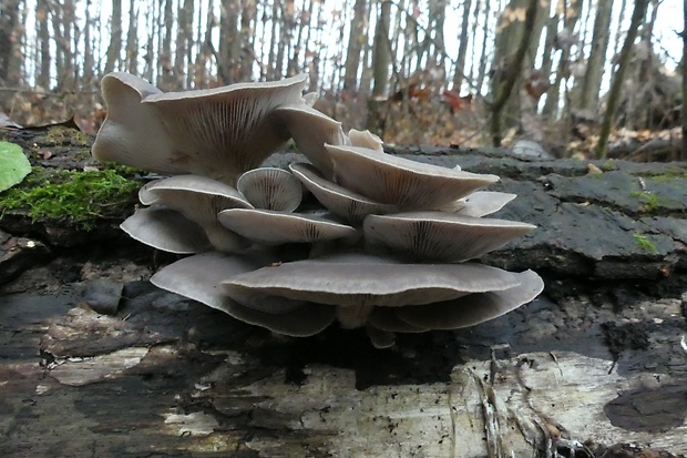 hliva ustricovitá Pleurotus ostreatus (Jacq.) P. Kumm.