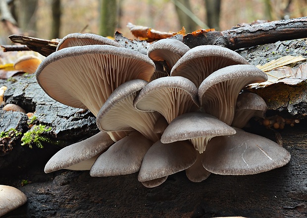 hliva ustricovitá Pleurotus ostreatus (Jacq.) P. Kumm.