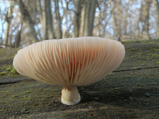 červenáčik obyčajný Rhodotus palmatus (Bull.) Maire