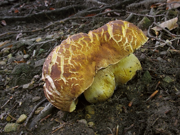 hríb sosnový Boletus pinophilus Pil. et Dermek in Pil.