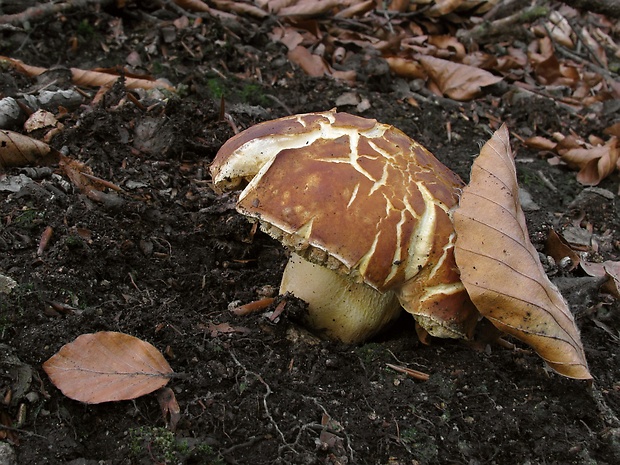 hríb sosnový Boletus pinophilus Pil. et Dermek in Pil.