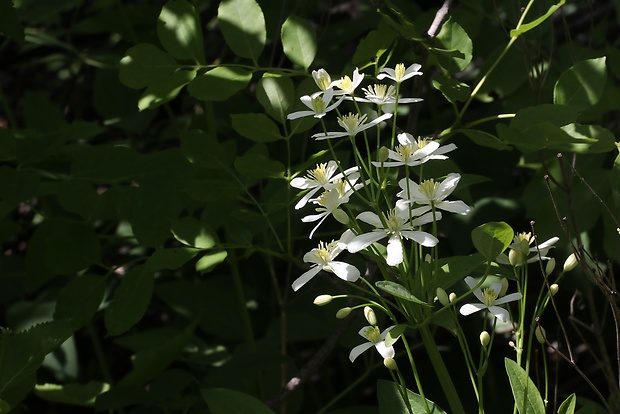 plamienok priamy Clematis recta L.