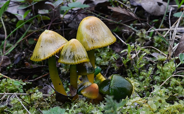 lúčnica žltozelená Gliophorus psittacinus (Schaeff.) Herink