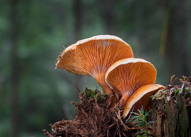 líška oranžová Hygrophoropsis aurantiaca (Wulfen) Maire