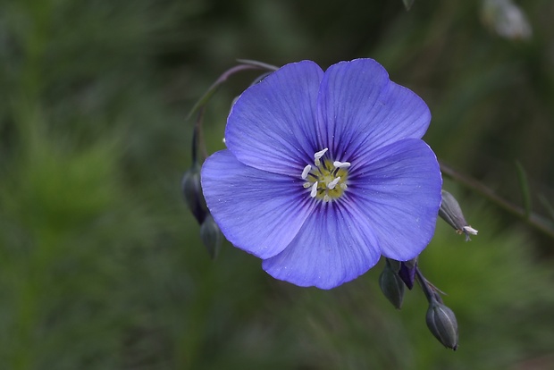 ľan rakúsky Linum austriacum L.